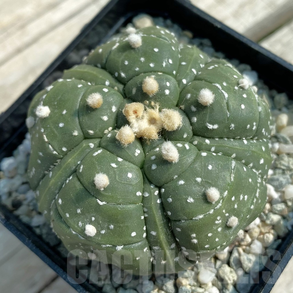 SH9458 Astrophytum asterias ‘Kikko’, 5-ribs