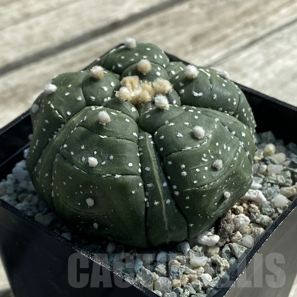 SH9458 Astrophytum asterias ‘Kikko’, 5-ribs - Image 2