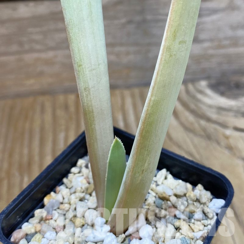 SH9412 Aloe plicatilis