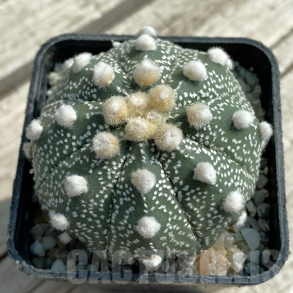 SH9462 Astrophytum asterias 'Ooibo' hybrid