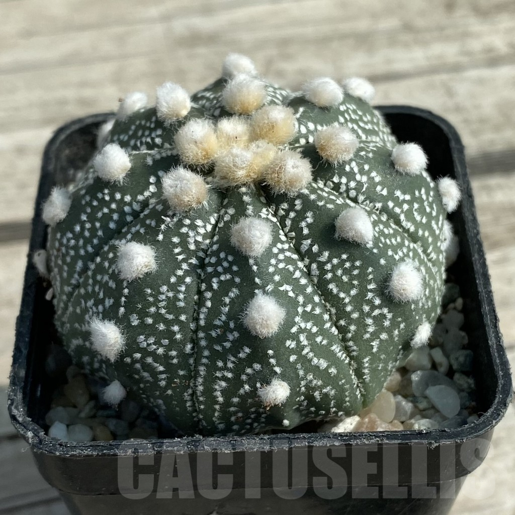 SH9462 Astrophytum asterias 'Ooibo' hybrid – Image 2