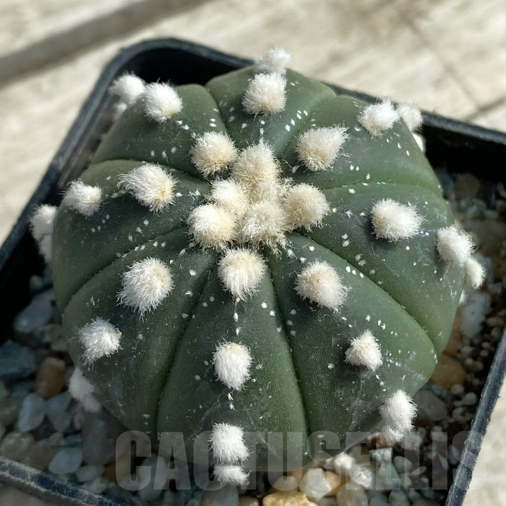 SH9463 Astrophytum asterias 'Ooibo' hybrid
