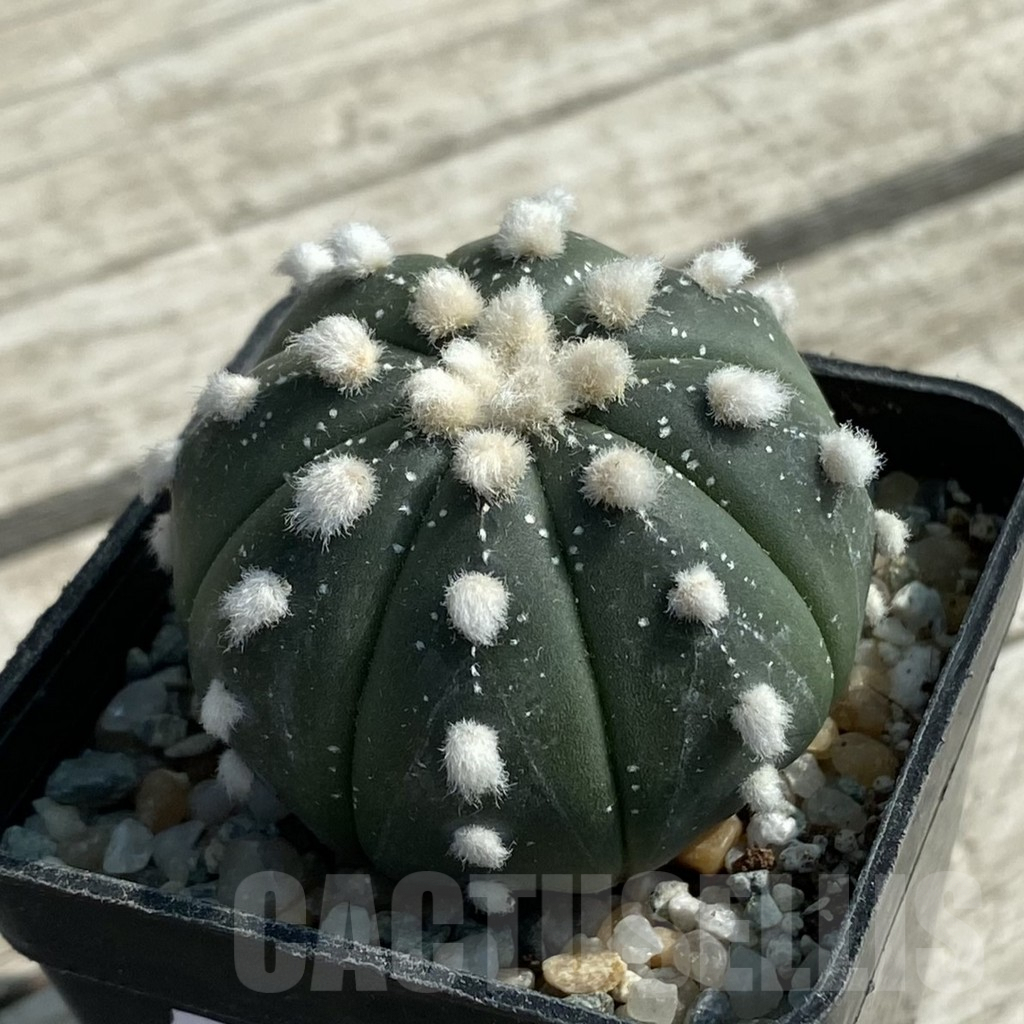 SH9463 Astrophytum asterias 'Ooibo' hybrid - Image 2
