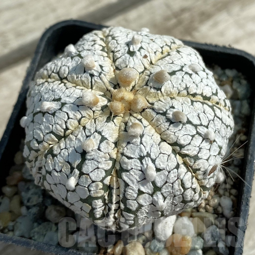 その他 OZWRT Spirit of Astrophytum その他 OZWRT Spirit of Astrophytum 2025年最新】ozwrt spirit