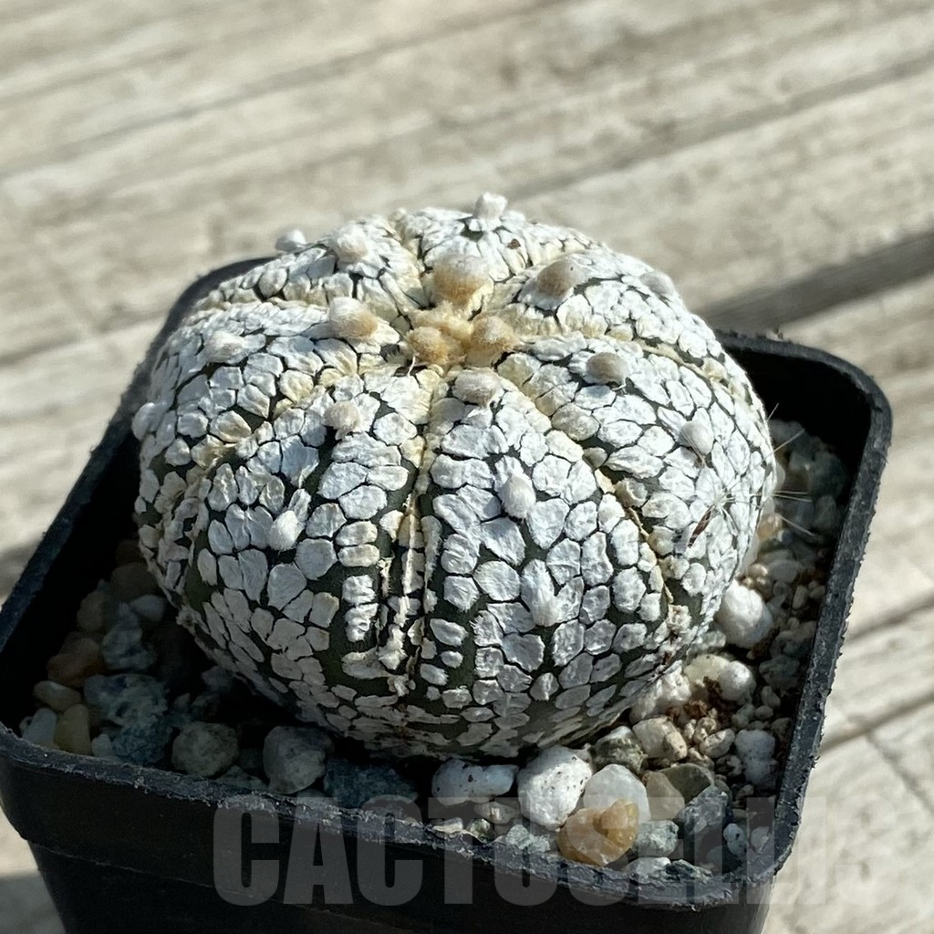 SH9464 Astrophytum asterias ‘Super Kabuto’ - Image 2