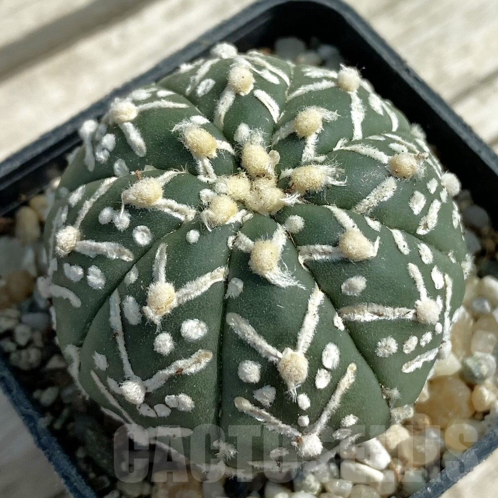 SH9465 Astrophytum asterias ‘Super Kabuto’ V-type f. nudum