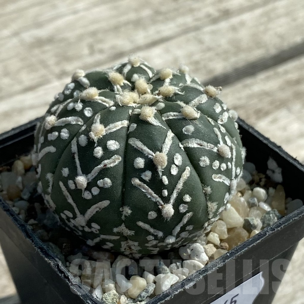 SH9465 Astrophytum asterias ‘Super Kabuto’ V-type f. nudum - Image 2