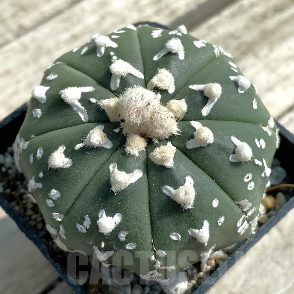 SH9466 Astrophytum asterias ‘Super Kabuto’ V-type f. nudum