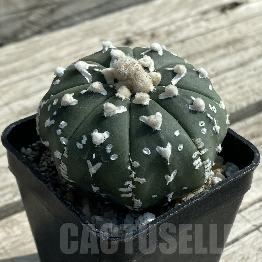 SH9466 Astrophytum asterias ‘Super Kabuto’ V-type f. nudum - Image 2