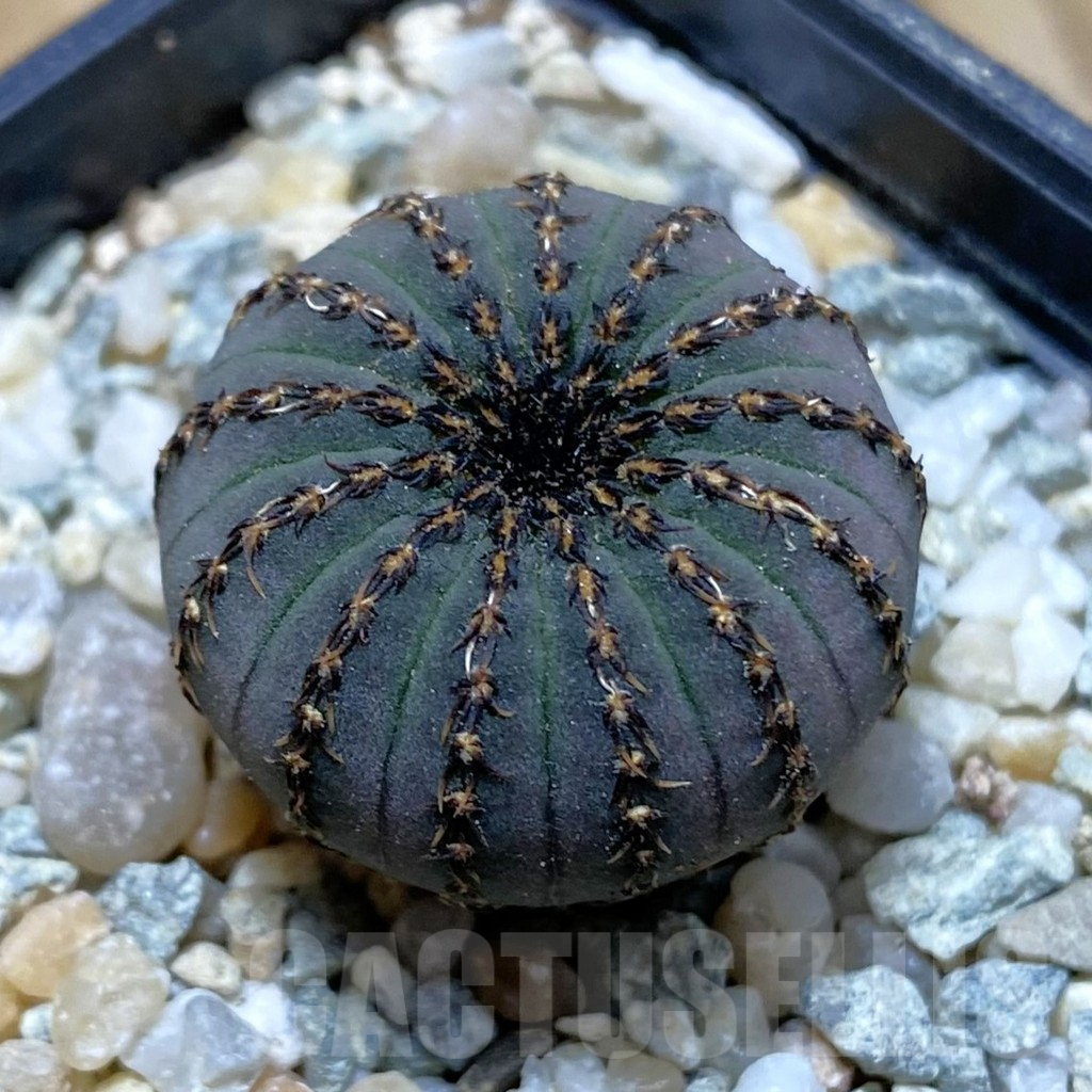 SH9413 Frailea asterioides