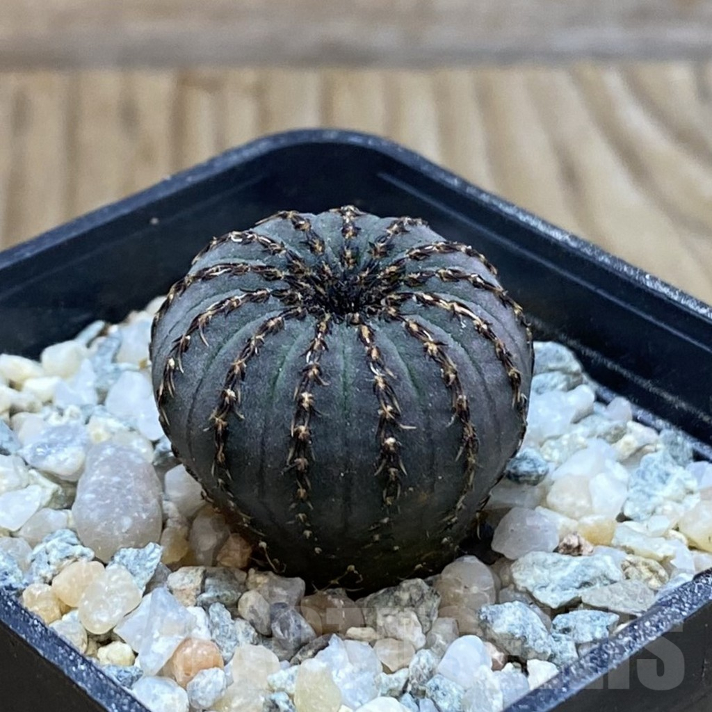 SH9413 Frailea asterioides - Image 2