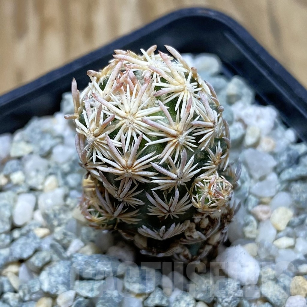 SH9415 Escobaria nellieae v. minima