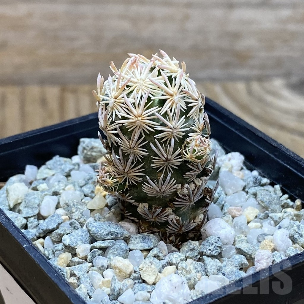 SH9415 Escobaria nellieae v. minima - Image 2