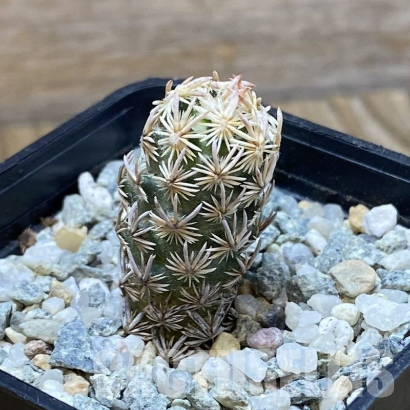 SH9416 Escobaria nellieae v. minima