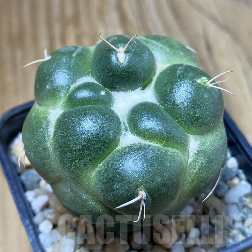 SH9422 Coryphantha elephantidens ‘inermis’