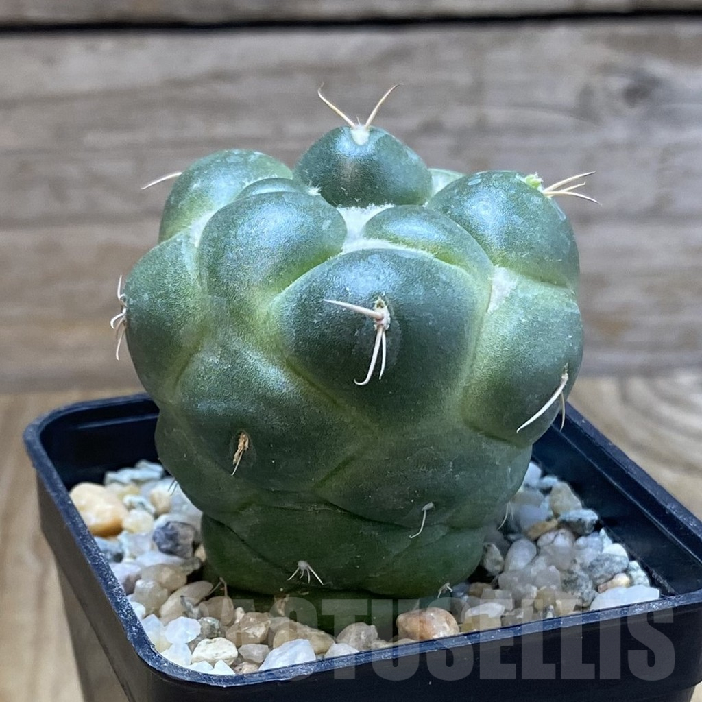 SH9422 Coryphantha elephantidens ‘inermis’ - Image 2