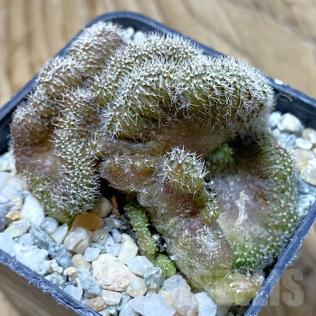 SH9425 Setiechinopsis mirabilis f. cristata