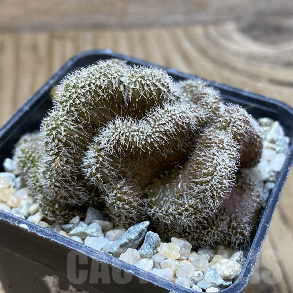 SH9425 Setiechinopsis mirabilis f. cristata - Image 2