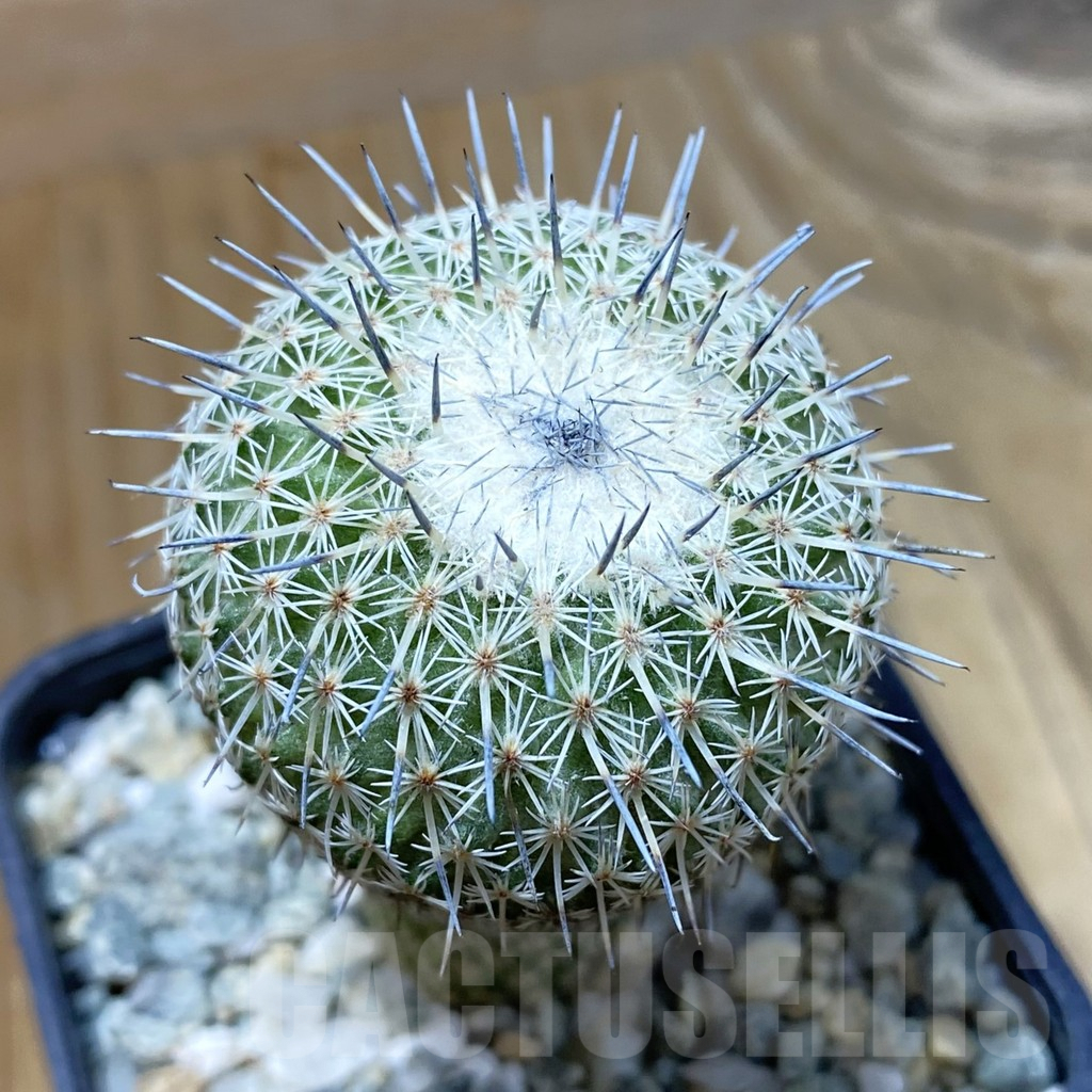 SH9427 Epithelantha micromeris v. unguispina