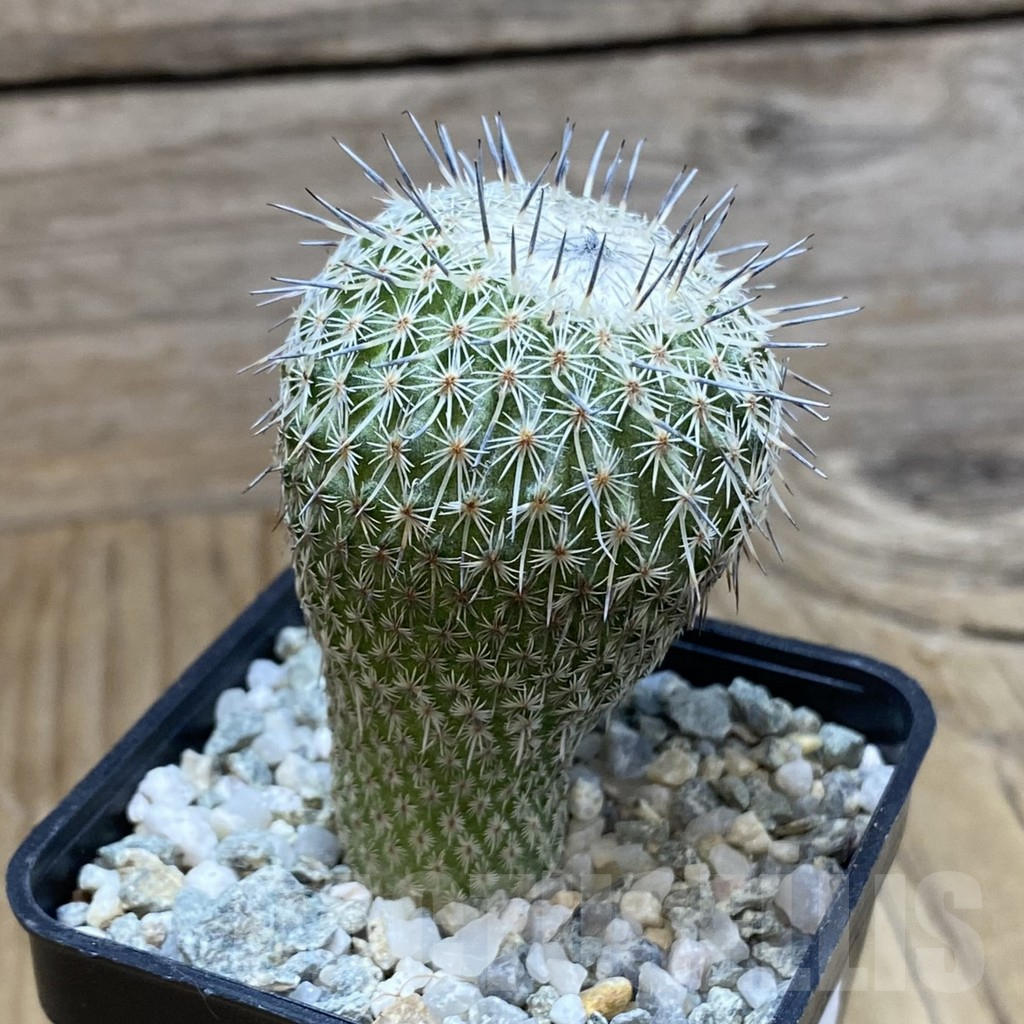 SH9427 Epithelantha micromeris v. unguispina - immagine 2