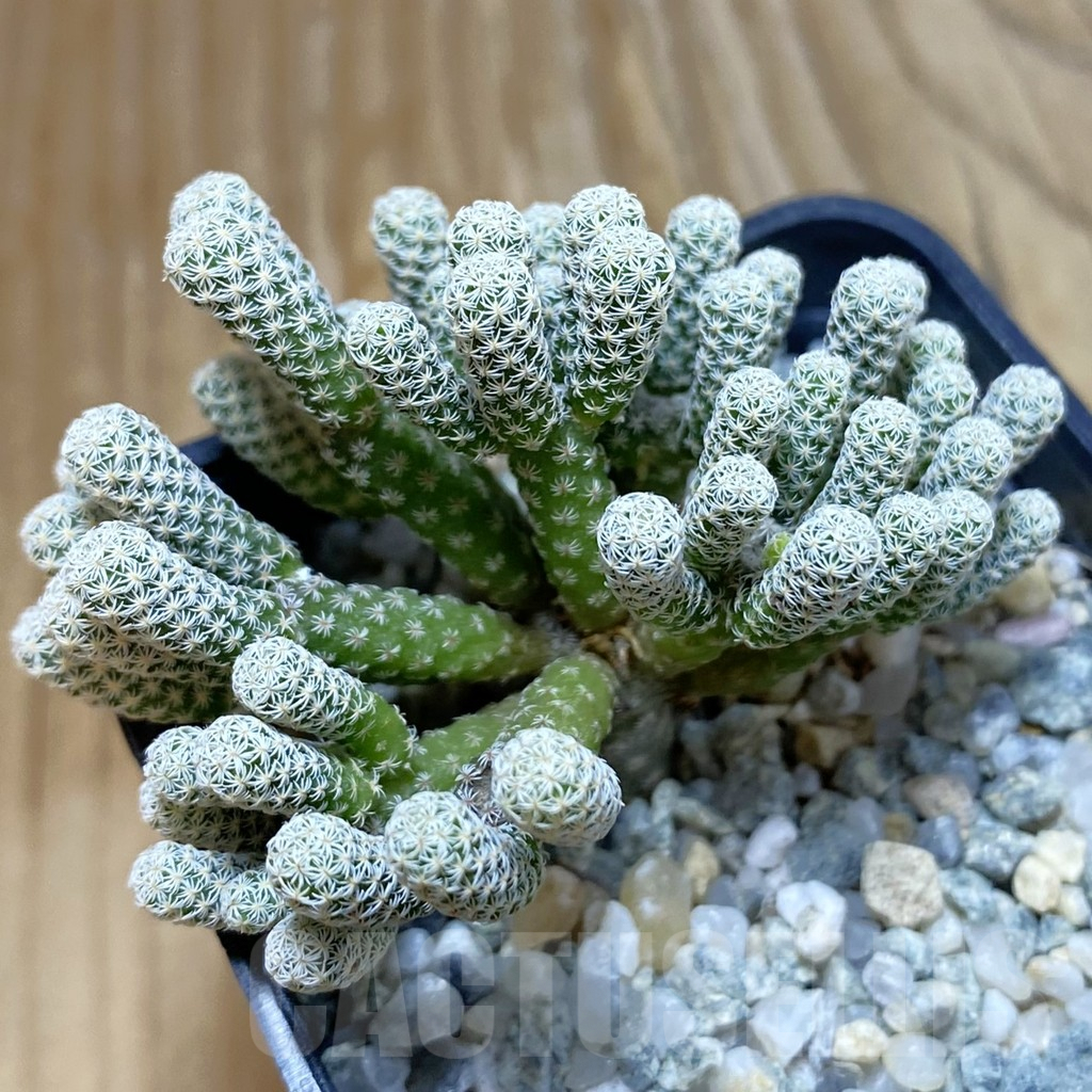 SH9428 Turbinicarpus krainzianus v. minimus