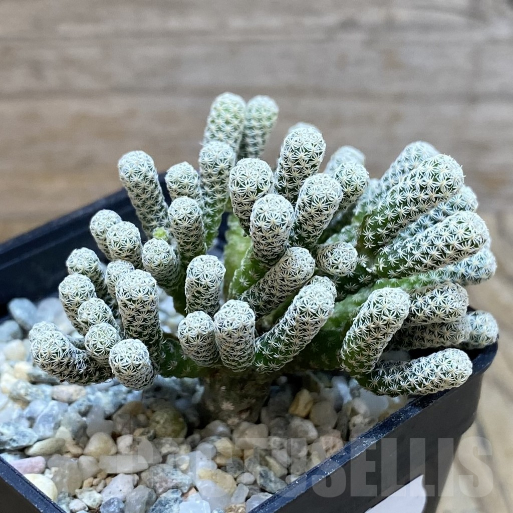 SH9428 Turbinicarpus krainzianus v. minimus - Image 2