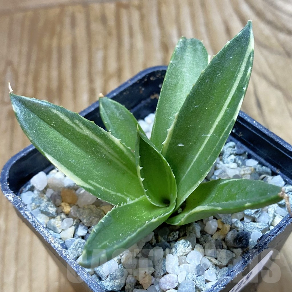 SH9429 Agave pixie