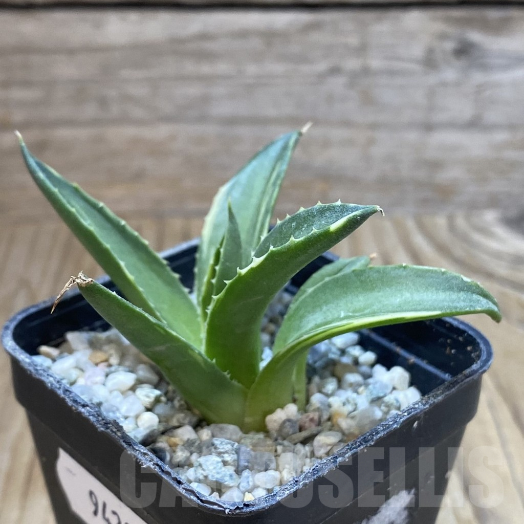 SH9429 Agave pixie - Image 2