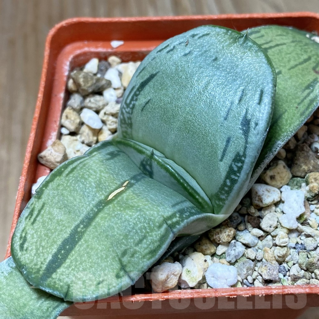 SH9409 Gasteria 'Smokey' hybrid