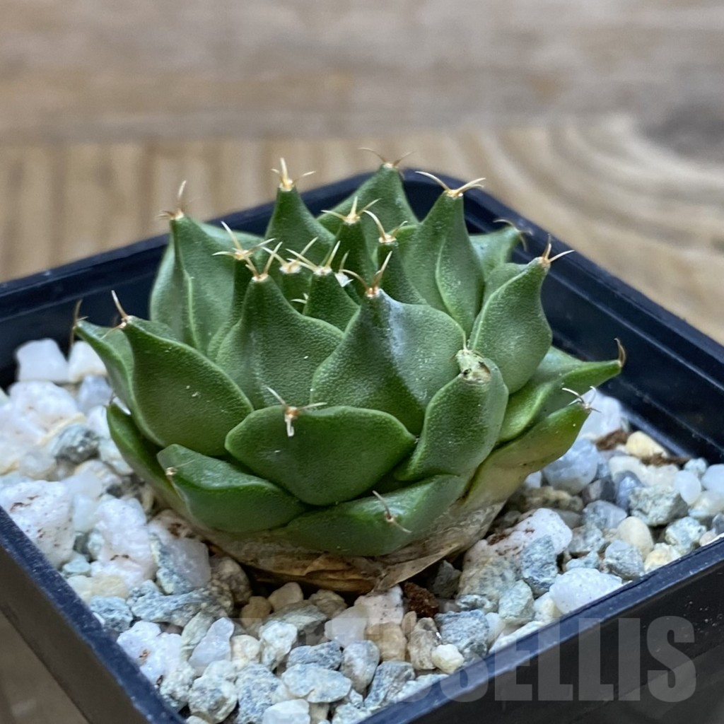 SH9430 Obregonia denegrii - Image 2