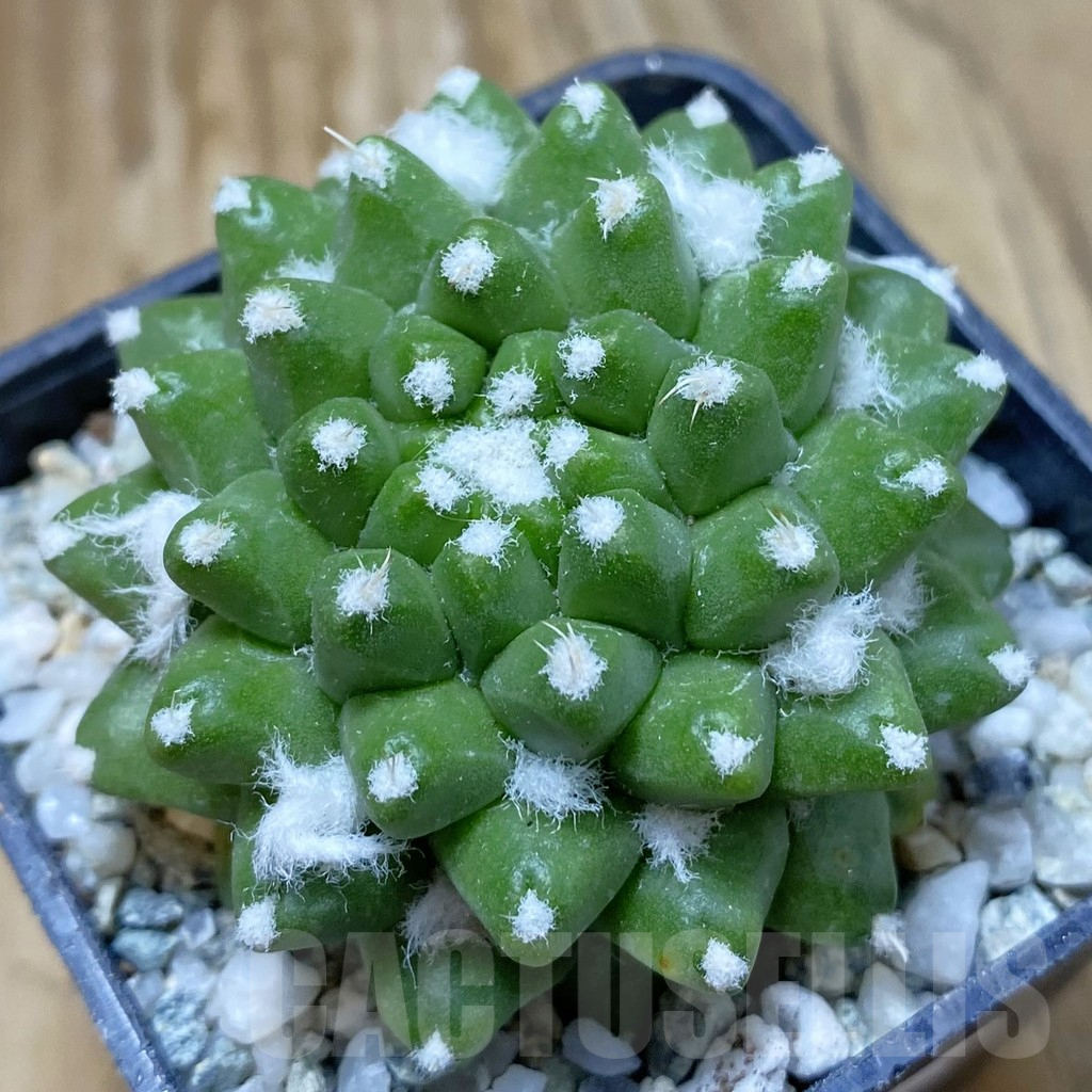 SH9432 Mammillaria bucareliensis ‘Erusamu’