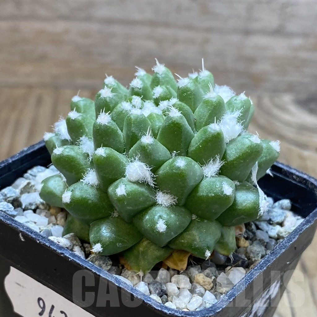 SH9432 Mammillaria bucareliensis ‘Erusamu’ - Image 2