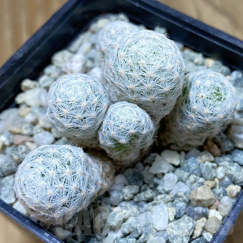 SH9433 Mammillaria humboldtii v. caespitosa