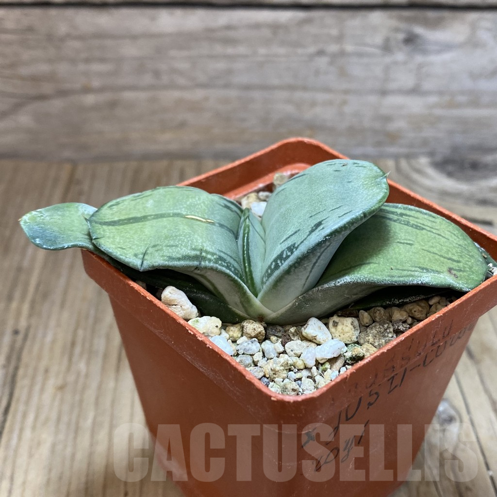 SH9409 Gasteria 'Smokey' hybrid - Obrázek 2
