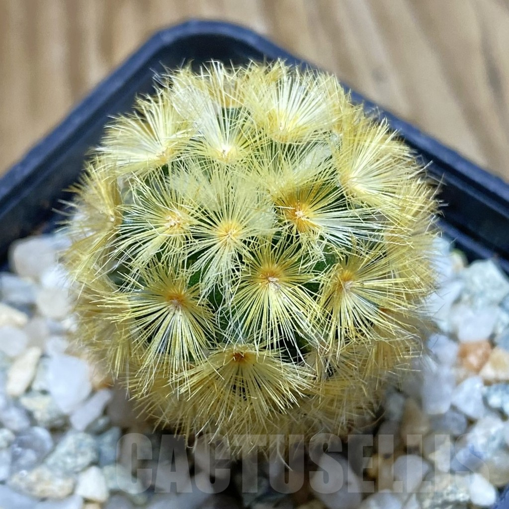 SH9434 Mammillaria carmenae ‘Buddha’, seedling