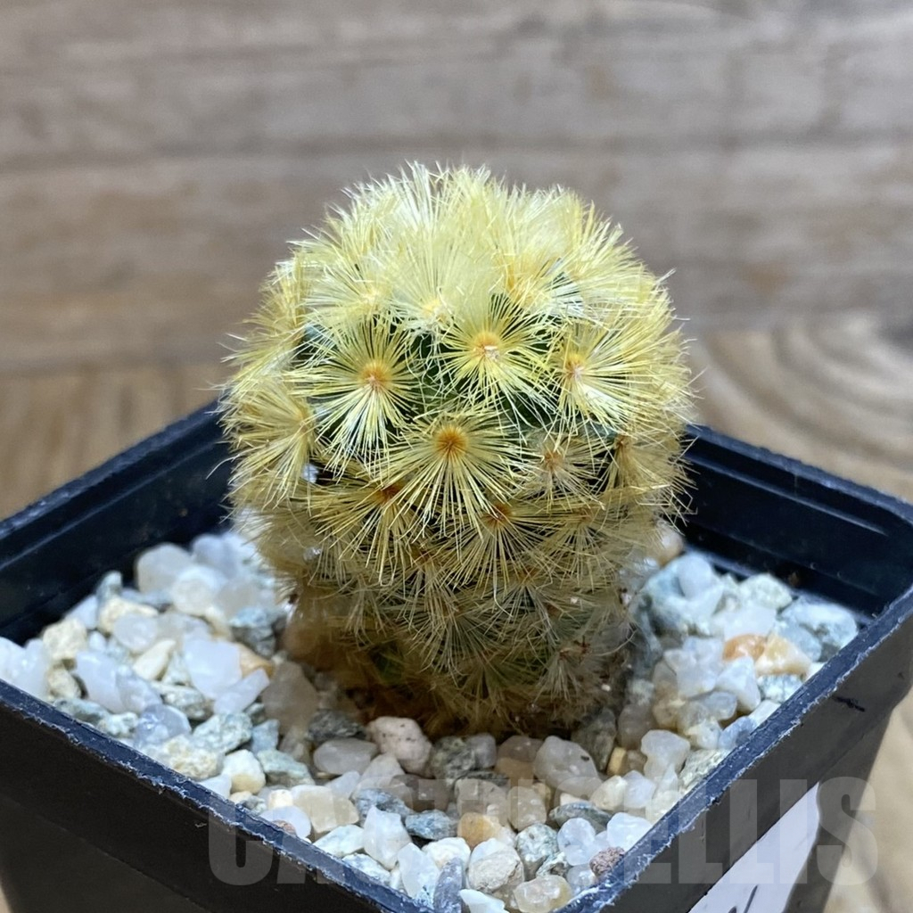 SH9434 Mammillaria carmenae ‘Buddha’, seedling - Image 2