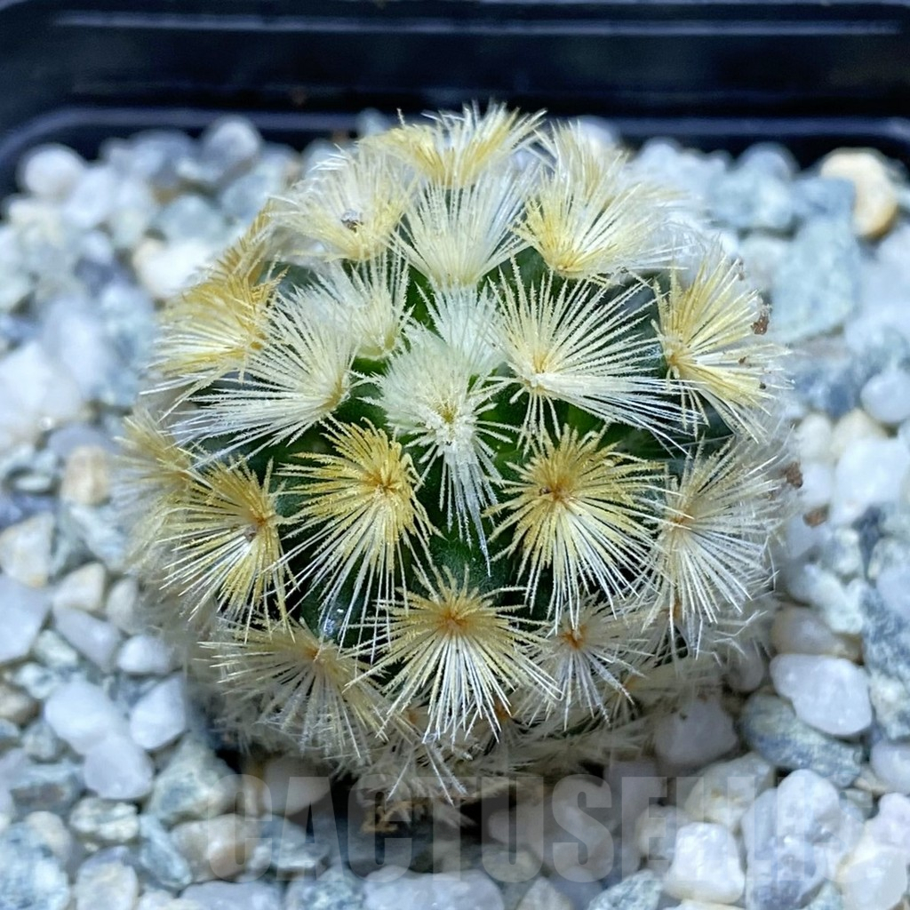 SH9435 Mammillaria carmenae ‘Buddha’, seedling