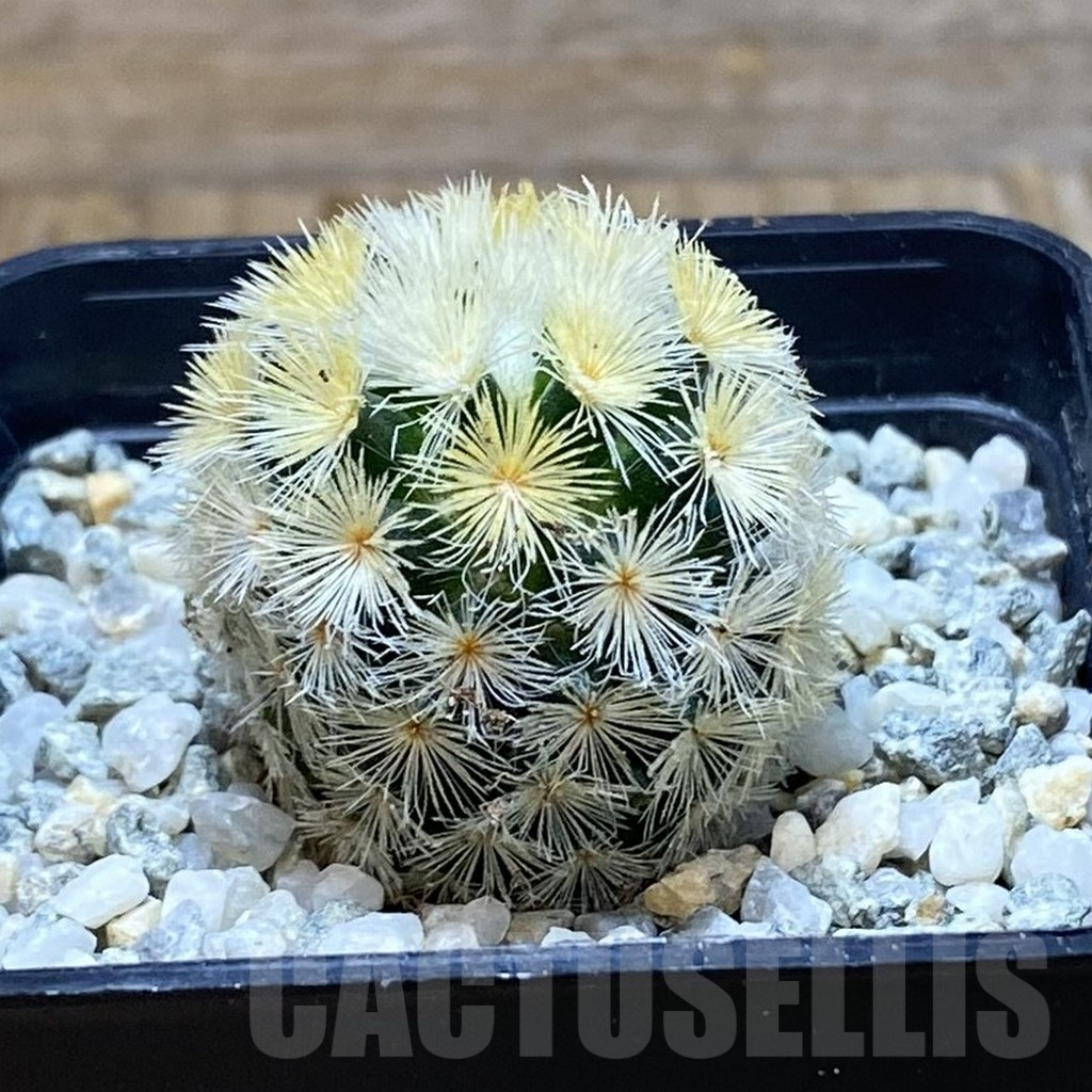 SH9435 Mammillaria carmenae ‘Buddha’, seedling - Imagen 2