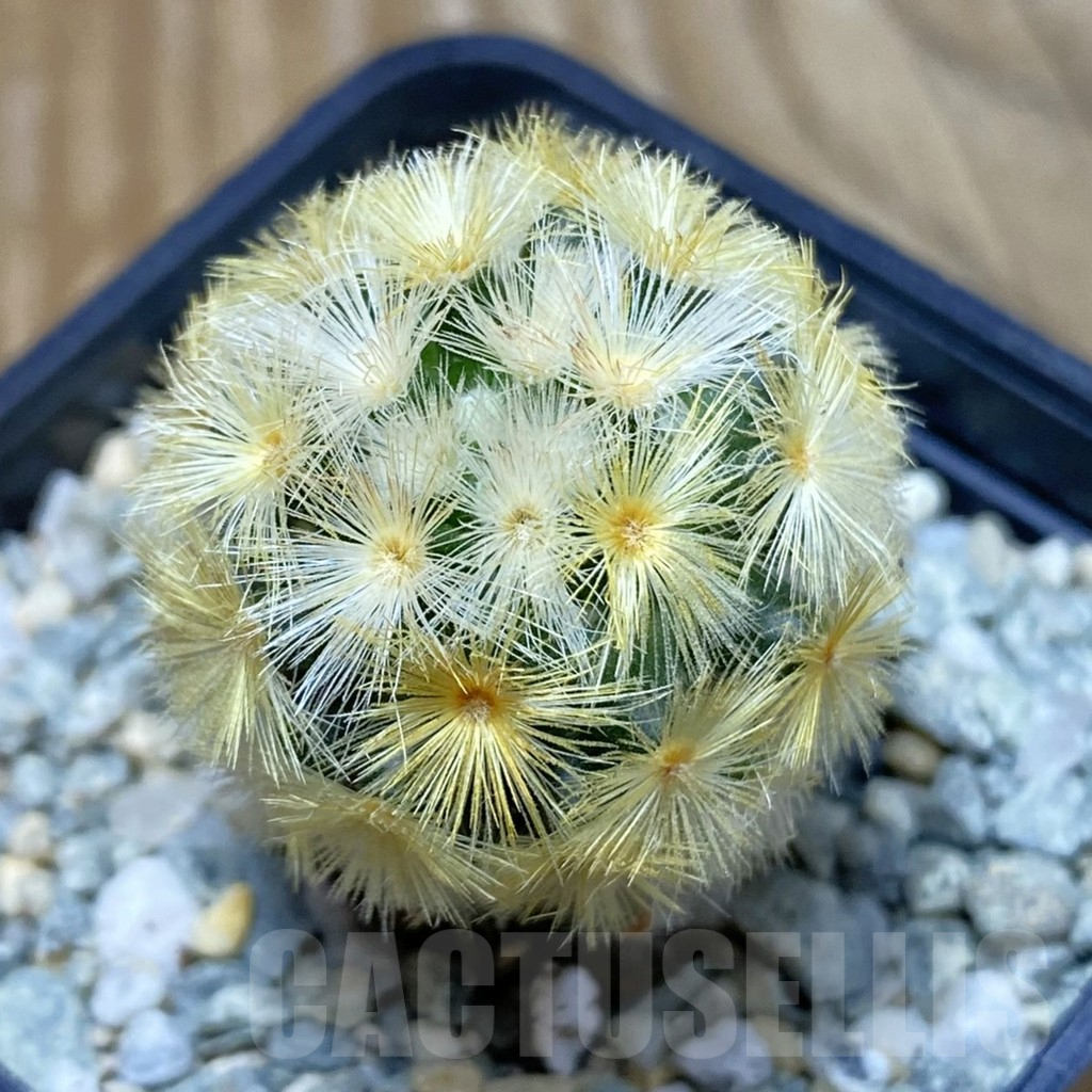 SH9436 Mammillaria carmenae ‘Buddha’, seedling