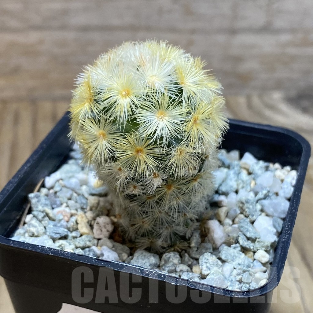 SH9436 Mammillaria carmenae ‘Buddha’, seedling - immagine 2