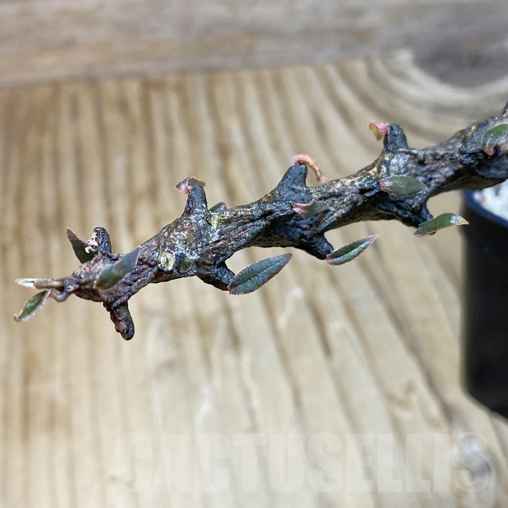 SH9532 Ceropegia bosseri