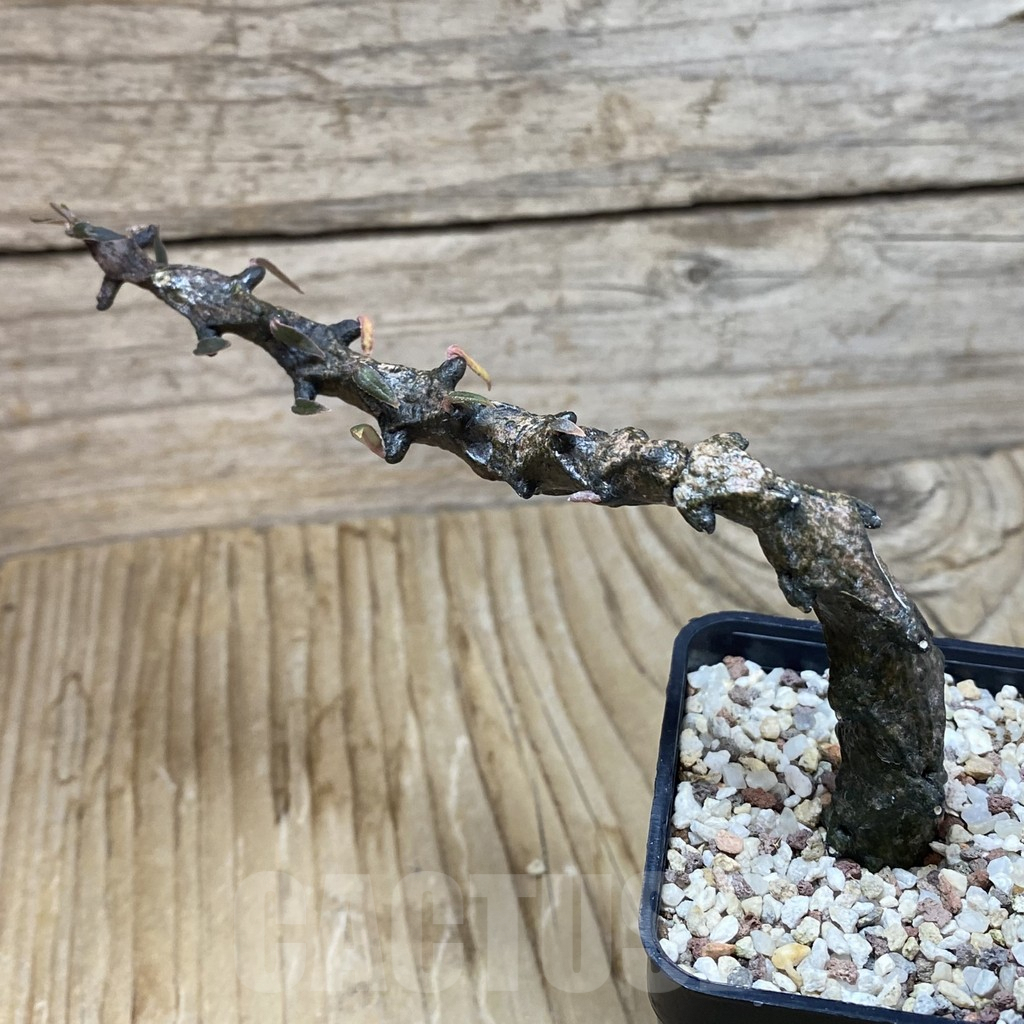 SH9532 Ceropegia bosseri - immagine 2