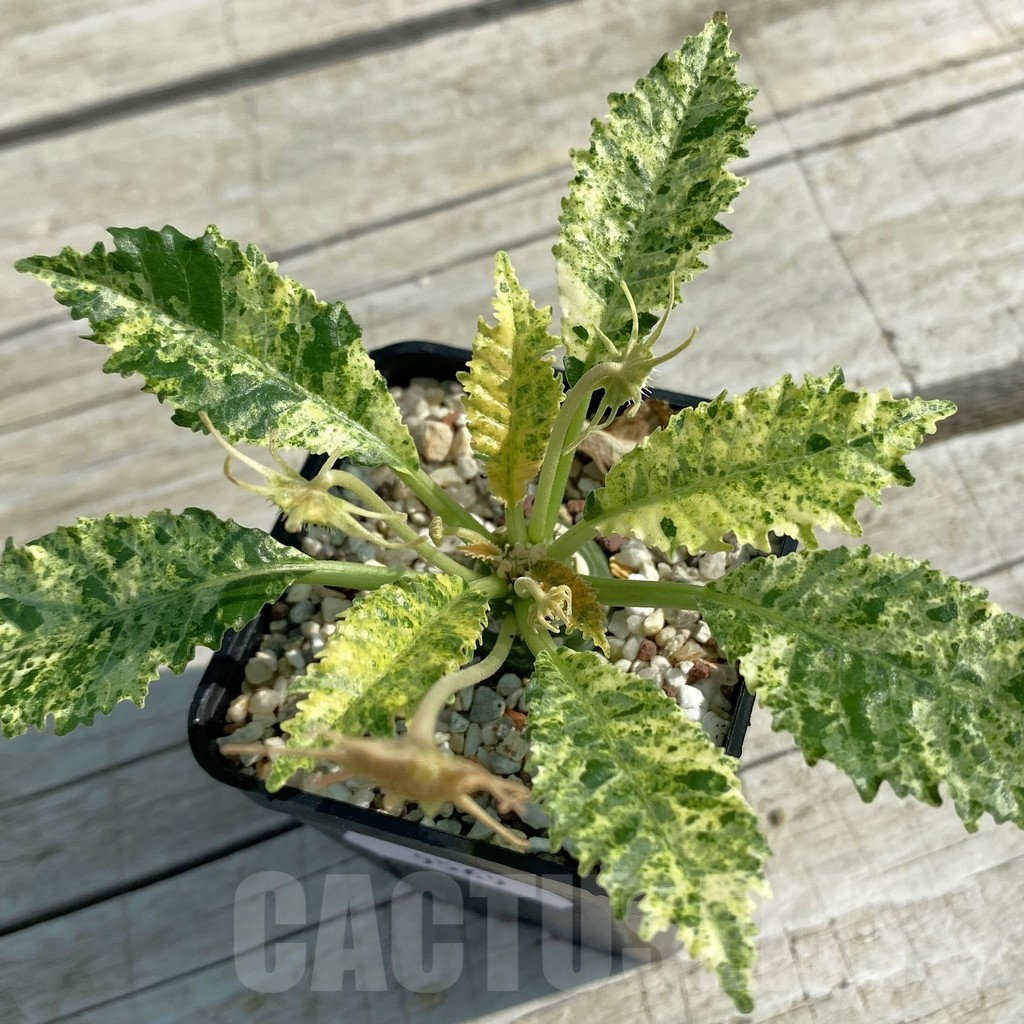 SH9569 Dorstenia hybrid f. variegata