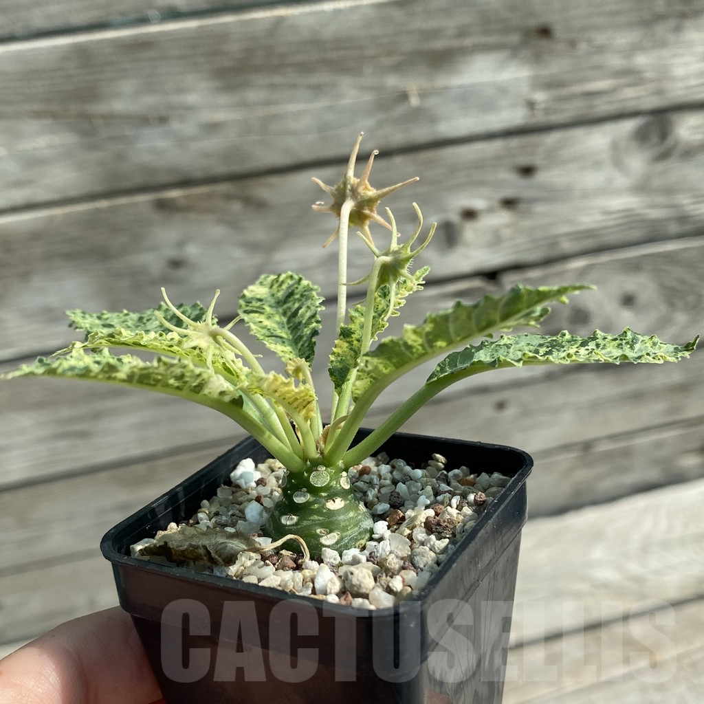 SH9569 Dorstenia hybrid f. variegata - Imagen 2