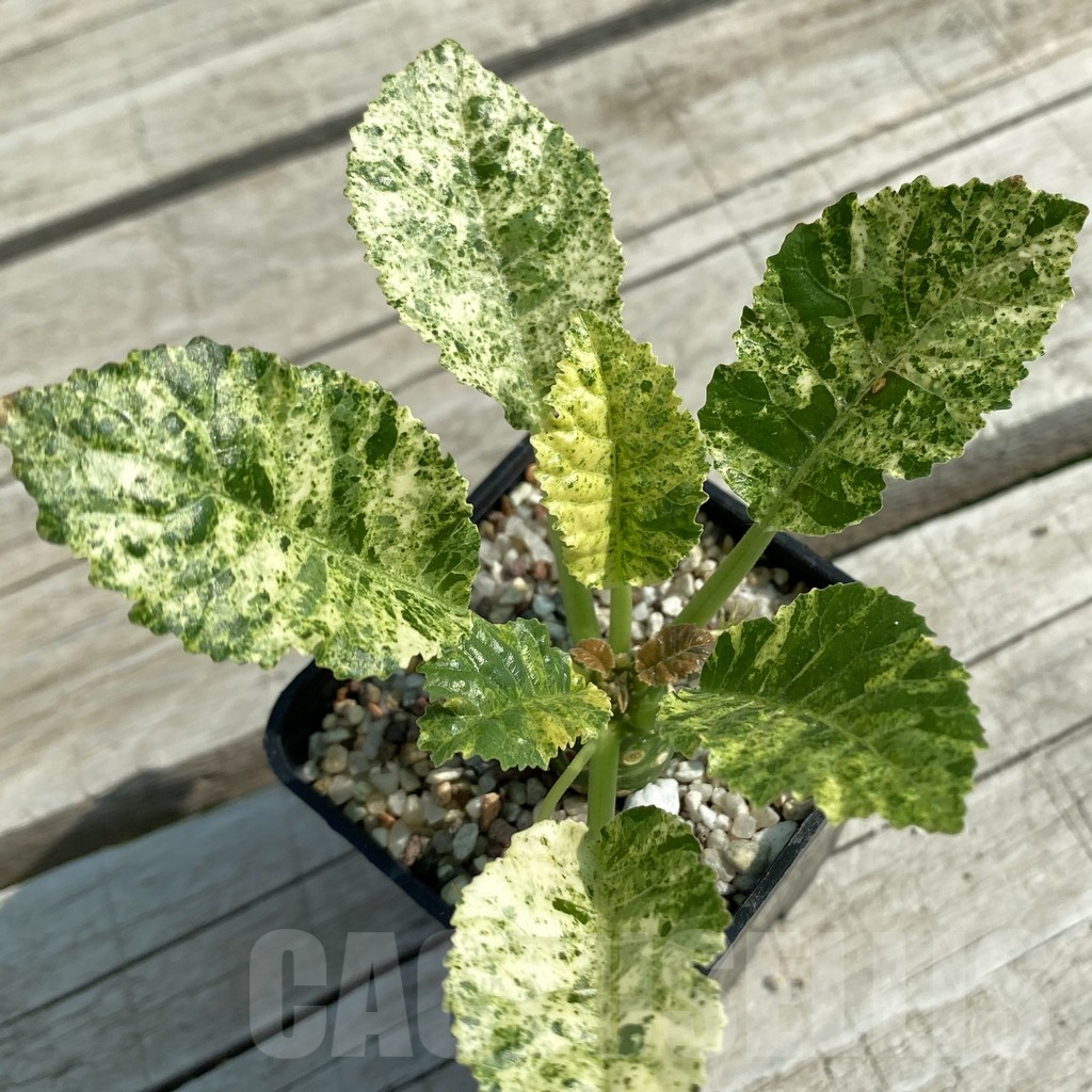 SH9570 Dorstenia hybrid f. variegata