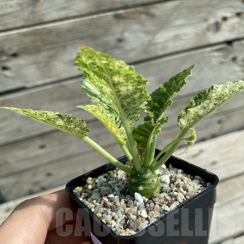 SH9570 Dorstenia hybrid f. variegata - immagine 2