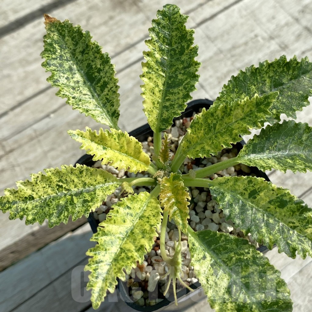 SH9571 Dorstenia hybrid f. variegata