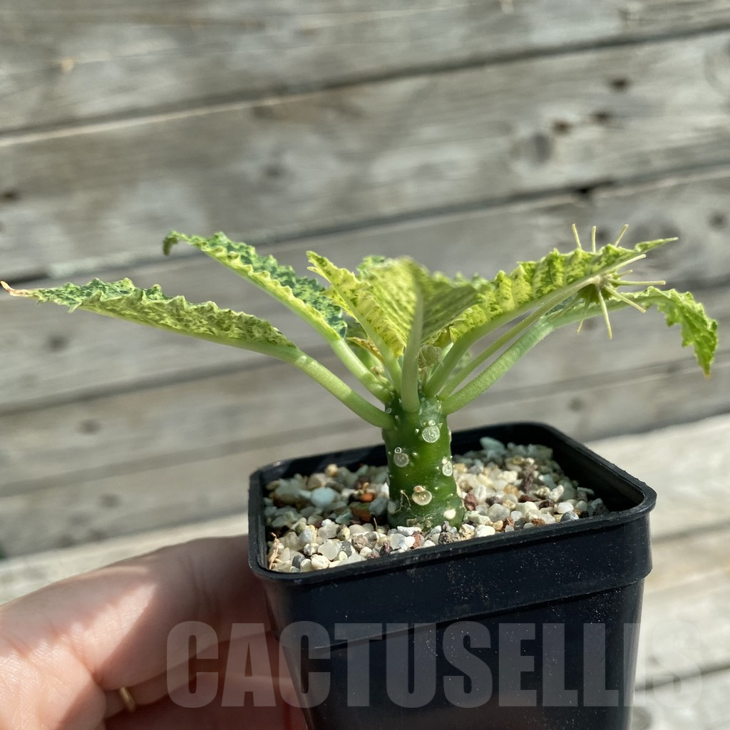 SH9571 Dorstenia hybrid f. variegata - immagine 2