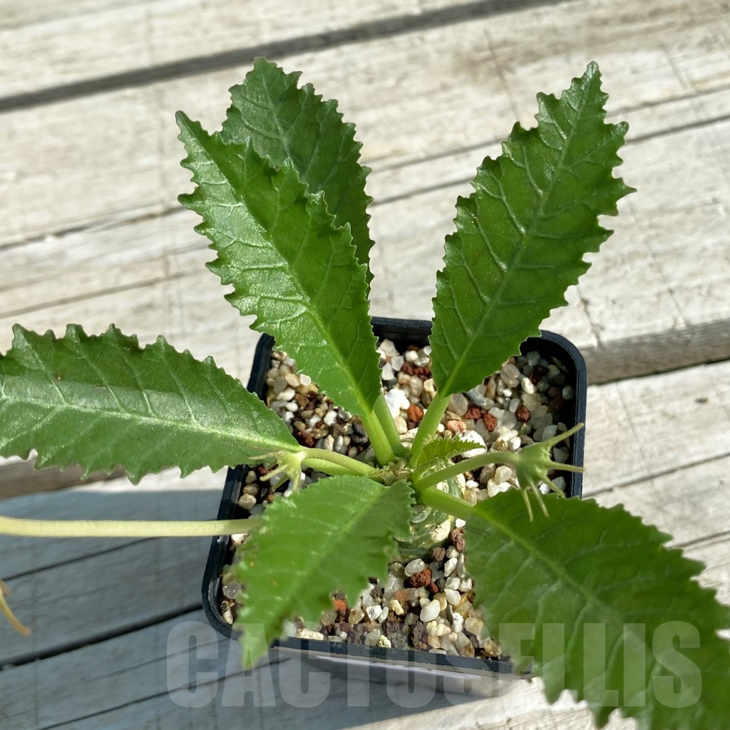 SH9573 Dorstenia horwoodii