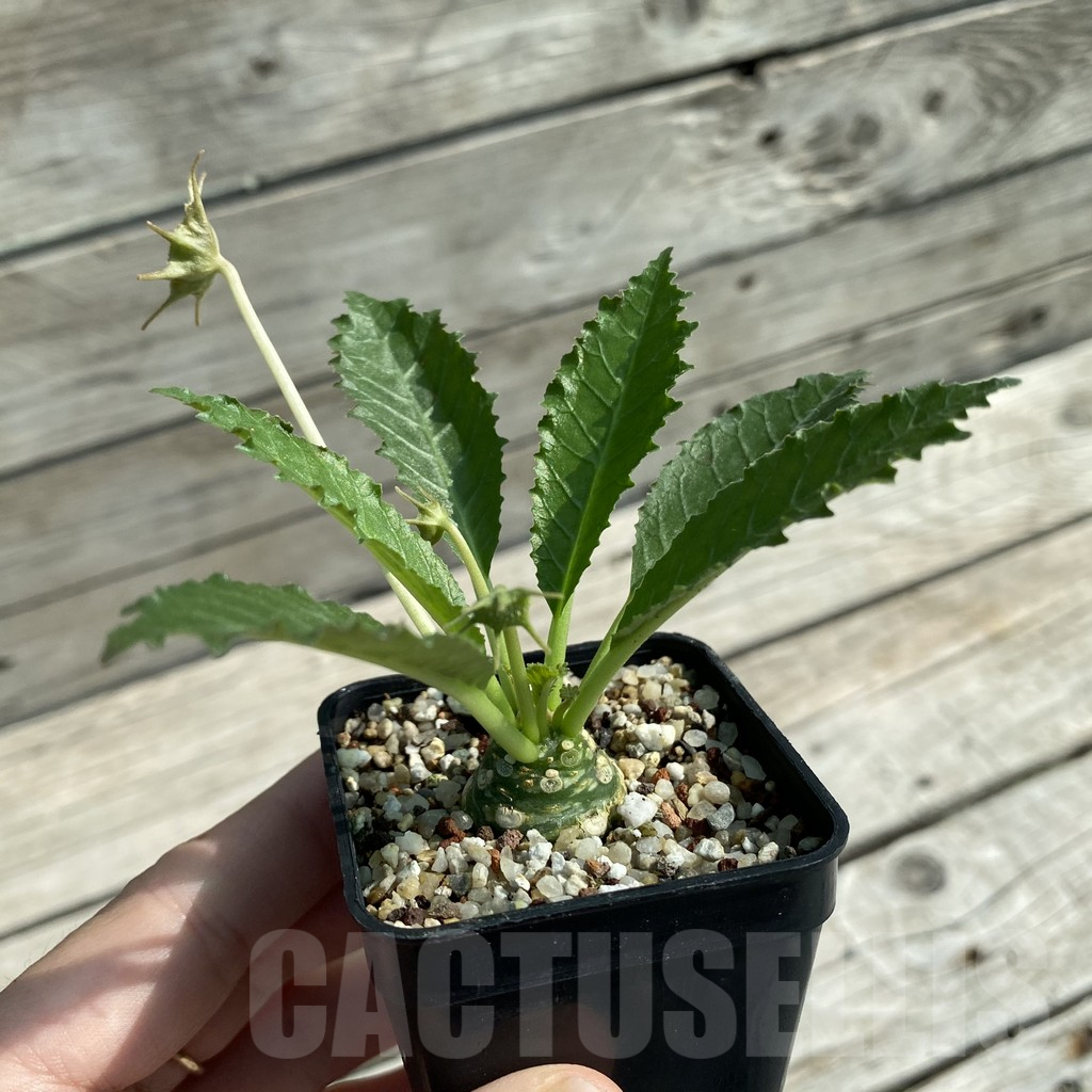 SH9573 Dorstenia horwoodii - Image 2